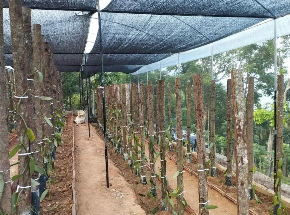 Vanilla Cultivation in Sri Lanka